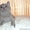 британские котята шоу класса #135357