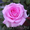 Trading Flowers #143659