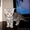 Продам клубных шотландских котят #155144