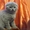 шотландского вислоухого котика продаю #138166