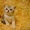 котята британские #138533