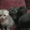 котенек к рождеству #135482