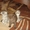 ПРОДАЮ КОТЯТ БРИТАНСКОЙ ПОРОДЫ #141380