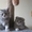продаётся котёнок породы шотландская короткошерстная #139881