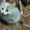 отдам котенка в добрые руки срочно #148211