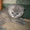 Отличные Британские котята #141465