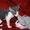 корниш рекс-котята из питомника #155511