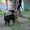 Питбуль щенки #148778