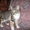 Отдадим котёнка. #143558