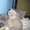 Котята-британцы голубого и лилового окраса #138952