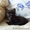 чудесные котята #138422