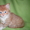 котенок мейн кун  #175511