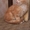 мейн кун котенок #168560