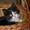 Котёнок ищет дом! #177029
