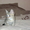 Котенок ищет хозяина #162836