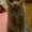 шотландские страйт котята #160842