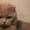 вязка скоттиш фолд #77816