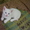 Продам белоснежных котят #157780