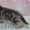 Шикарные британские котята  (резервирование) #162120