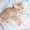 КОТЕНОК ДОНСКОЙ СФИНКС! #160254