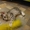 Котенок курильский бобтейл #203115