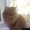 продаю персидских котят #185473
