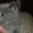 Котенок шотландский #201911