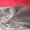  Предлагаю котят #189592