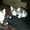 отдам в добрые руки котят #248424