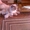 персидские котята без документов #224849