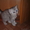 продам котят шотландских (страйт) #217132