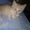 милого котика отдам добрым людям #219190