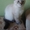 Голубоглазые котята #229463