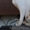 сиамские (современного типа) котята #244507