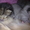  котята-тигрята #226181