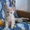 Котята Курильский бобтейл #229855