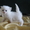 Котенок ищет заботливого хозяина #242694