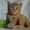 Чистокровные британские к/ш котята #234636
