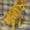 котята и ловчая кошка даром #243428