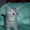 Продаю британских котят. #240195
