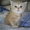 Котенок недорого #216988