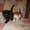 Котята шотландской вислоухой кошечки #222544