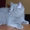  голубые котята #262591