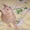 продаются котята шотландцы #266555