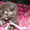 Продам шотландских  котят #267676