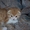 продам шотландских котят(скотиш фолд-страйт) #290976