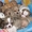 продаю чихуахуа (12щенков) #307395