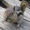  бурундук Tamias rufus #289821