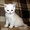  котята шотландские #292155