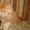 продаю котят персидских  #257895